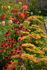 Jeżówka purpurowa, rozchodnik okazały, rozplenica japońska i hortensja bukietowa na rabacie, rozchodnikowiec, Echinacea purpurea, Hylotelephium spectabile or Sedum spectabile, Hydrangea paniculata,