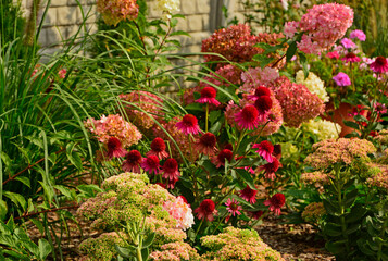 Naklejka premium Jeżówka purpurowa, rozchodnik okazały, rozplenica japońska i hortensja bukietowa na rabacie, rozchodnikowiec, Echinacea purpurea, Hylotelephium spectabile or Sedum spectabile, Hydrangea paniculata,