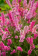 rózowe wrzosy w ogrodzie, kwitnące wrzosy, Wrzos zwyczajny, wrzos pospolity, Calluna vulgaris, common heather, simply heathe, wrzos Annemarie, wrzos o pełnych kwiatach, double flowers Calluna vulgaris © kateej