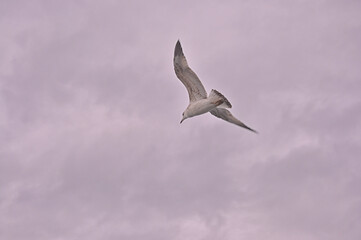 Sea gulls are flying at the Istanbul Bosporus