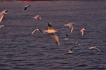 Sea gulls are flying at the Istanbul Bosporus
