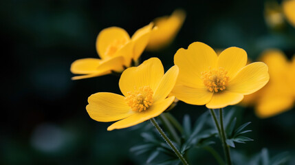 Naklejka premium Close-up of vibrant yellow buttercup flowers with detailed petals and green leaves against a soft blurred background.