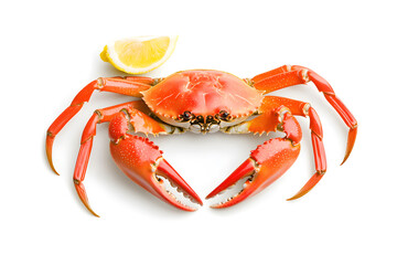 Cooked snow crab isolated on white background.