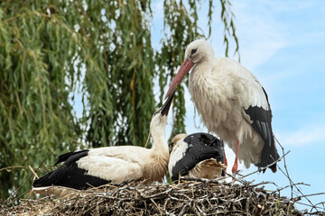 Cigogne blanche et cigogneaux au nid