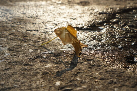 Autumn, or summer, is a season in both temperate and temperate regions. Autumn in the Northern Hemisphere generally lasts from September 22 to December 21 every year.