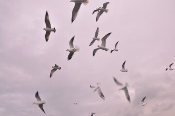 Sea gulls are flying at the Istanbul Bosporus