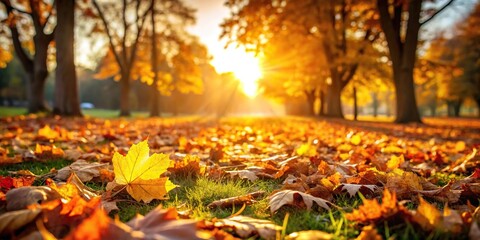 Golden hour on a crisp autumn day with fallen leaves carpeting the ground, outdoors, seasonal change, colorful leaves, earthy tones, woodland scene