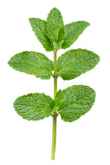 Floating green mint leaves isolated on white background