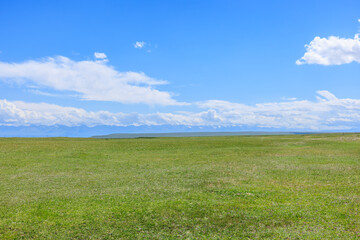 Green grassland pasture nature landscape in summer