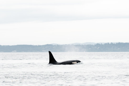 Wide view of a Southern Resident Killer Whale