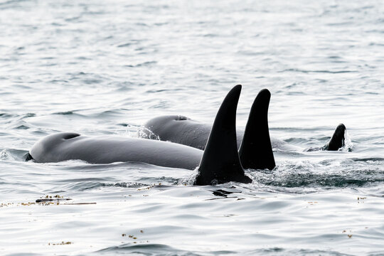 View from behind of three orcas swimming side by side