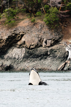 A spyhopping killer whale near San Juan Island