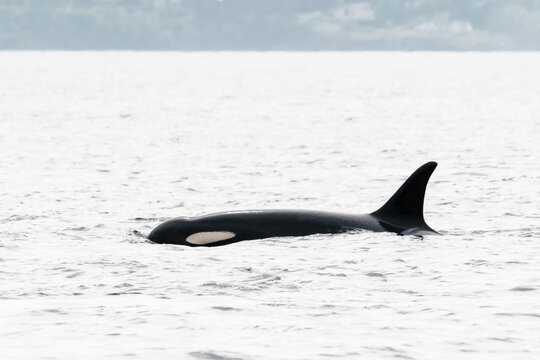 Cropped side view of the eye patch of a resident orca