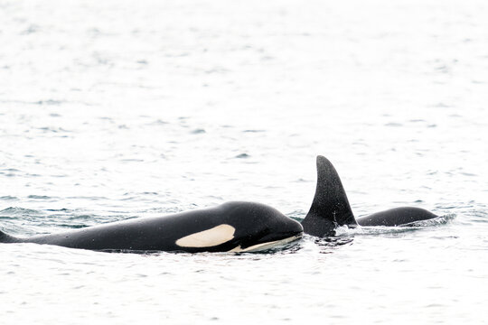 Sideview of the face of a killer whale