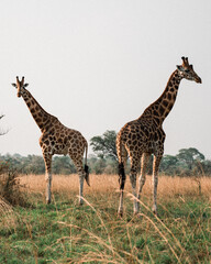 Majestic Giraffes in African Savanna