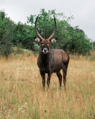 Majestic Antelope in Grassy Field
