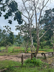 Landscape of nature and trees
