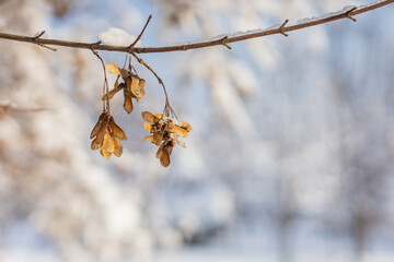 Beautiful winter landscape background, theme for christmas and screensaver