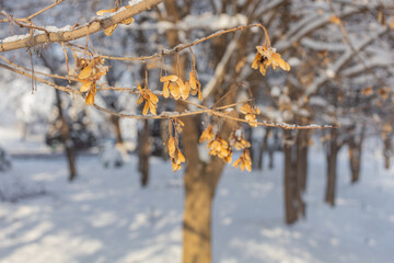 Beautiful winter landscape background, theme for christmas and screensaver