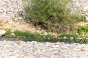 Birds soar in the wild blue sky, embodying the spirit of nature's wildlife with their majestic wings, beaks, and feathers