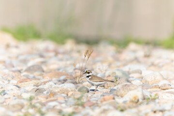 Bird in the wild with beautiful stone background outdoors ornithology theme.