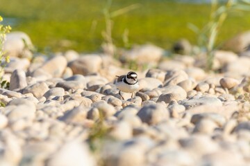 Bird in the wild with beautiful stone background outdoors ornithology theme.