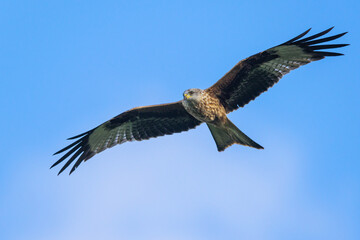 Red Kite, Milvus milvus, bird in flight
