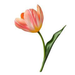Naklejka premium Pink tulip with soft petals and green stem, on transparent background.