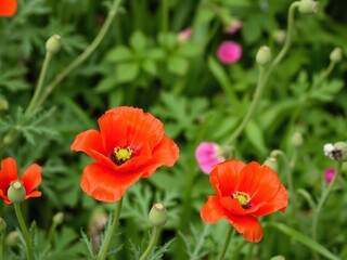 Obraz premium Vivid red poppies in full bloom amidst lush green foliage during the spring season, growth, poppy, foliage