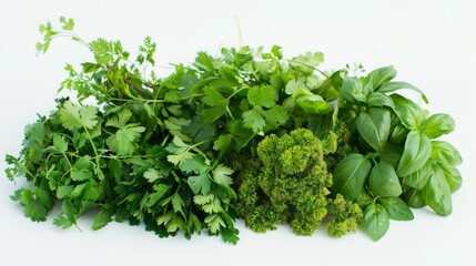 Obraz premium Fresh Parsley Basil and Cilantro Herbs