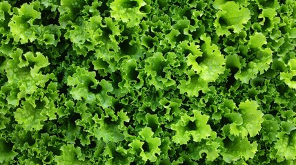Green Leafy Vegetable Texture Background