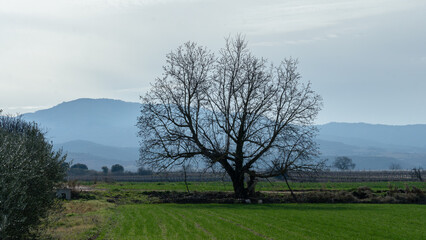 vineyard landscape with trees and mountains on the background
