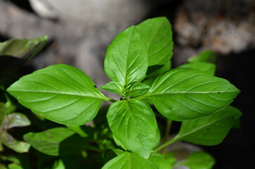 
Fragrant green basil leaves shot close-up.
