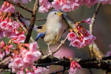 Blue-winged Minla perched omna branch and surrounded by pink blossoms, Thailand, South East Asia