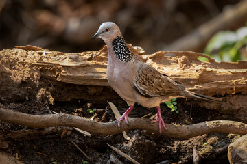 Spotted dove in sunhine on a branch, Thailand, South East Asia