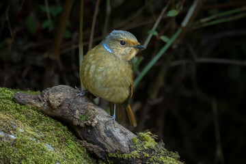 Himalayan bluetail perched on a mossy branch, Thailand, South East Asia