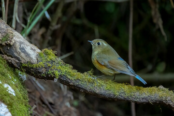 Himalayan bluetail perched on a mossy branch, Thailand, South East Asia