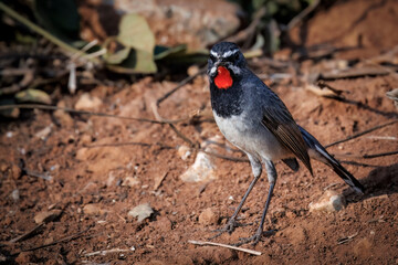 Chinese rubythroat on red sandy ground, Thailand, South East Asia