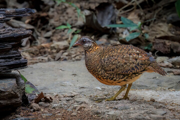 Side View of Scaly-breasted partridge, Thailand, South East Asia