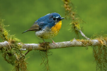 Snowy-browed flycatche perched on a branch, Thailand, South East Asia