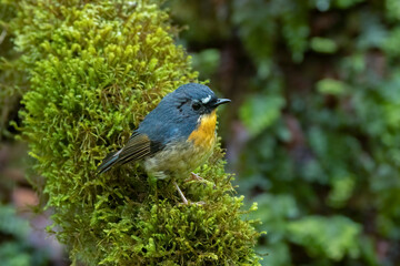 Snowy-browed flycatche perched in green moss, Thailand, South East Asia