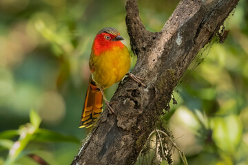 Scarlet-faced liocichla on a branch, Thailand, South East Asia