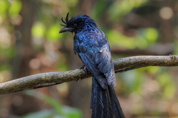 Greater racket-tailed drongo on a branch, Thailand, South East Asia