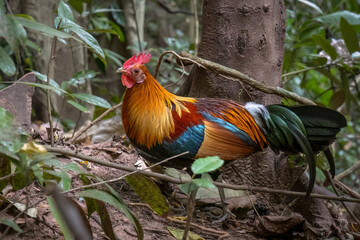 Close-up of Red junglefowl rooster, in the forest, Thailand, South East Asia