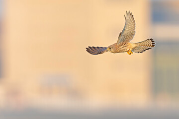 A common kestrel (Falco tinnunculus) in flight.