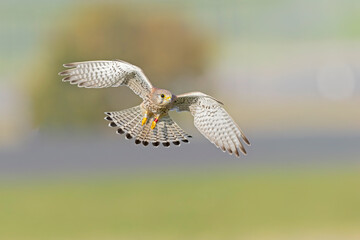 A common kestrel (Falco tinnunculus) in flight.