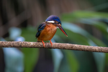 Blue-eared kingfisher with prey in the bill, Thailand, South East Asia