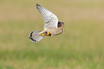 A common kestrel (Falco tinnunculus) in flight with a caught mouse.