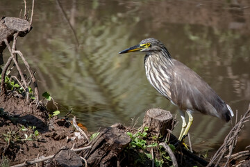 Chinese pond heron at a ponf edge with reflections on water,tThailand, South East Asia
