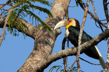 Close-up of a Wreathed hornbill perched on a branch against blue sky, Thailand, South East Asia